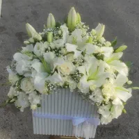 باکس گل خواستگاری/کاپ کیک/باکس گل مناسبتی|گل و گیاه طبیعی|مشهد, جانباز|دیوار
