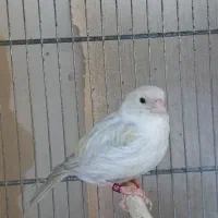 یک جفت قناری اپال|پرنده|قلعه نو, |دیوار