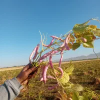 لوبیا چیتی ۲ تن