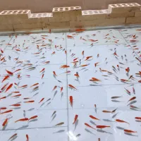 ماهی قرمز|ماهی|یزد, |دیوار