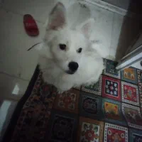 سگ در کاریز گمشده مژدگانی 6 ملیون|حیوانات|تایباد, |دیوار