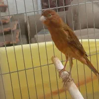 قناری سرخ نر، مست مادگیر|پرنده|شیراز, طلاب|دیوار