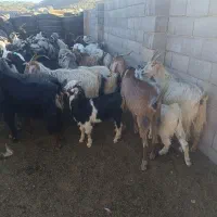 بزه کهره دار