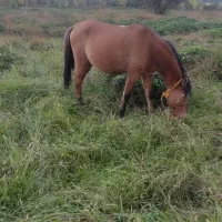 فروش اسب باری و سواری|اسب و تجهیزات اسبسواری|واجارگاه, |دیوار