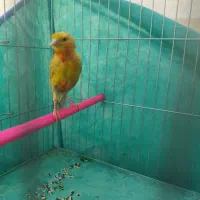 ماده قناری جفتخور سهره