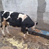 گوساله سیمنتال ماده