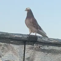 هما قرمز نر عالی|حیوانات|بانه, |دیوار