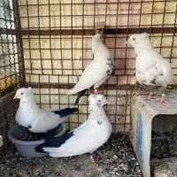 رنگه آس دمبی کله طوقی اوقون دم سفید|پرنده|مشهد, وکیل‌آباد|دیوار