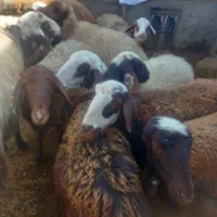 گوسفندداشتی|حیوانات مزرعه|بیرانوند, |دیوار