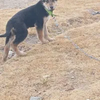 سگ ژرمن ماده