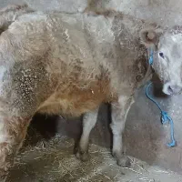 تلیسه آبستن اصل شاروله شیری دامازدخ.    گوساله