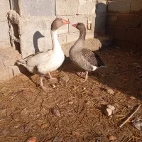 فروش یک جفت غاز|حیوانات مزرعه|مرودشت, ثبت احوال|دیوار