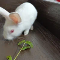 خرگوش|موش و خرگوش|برازجان, |دیوار