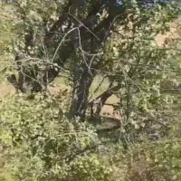 باغ و زمین|فروش زمین و ملک کلنگی|شاهرود (اردبیل), |دیوار