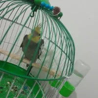 عروس هلندی بچه نر|پرنده|رشت, باهنر|دیوار