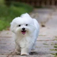 سگ پیدا شده