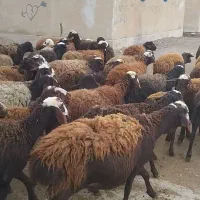 میش بره دار گوسفند فشندی شیشک درشت و جوان