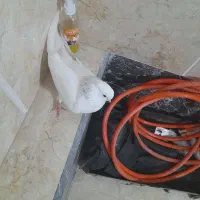 کبوتر شازده نوک قنار|پرنده|تهران, طیب|دیوار