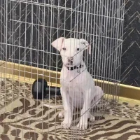 پیتبول ماده ۳ ماه سالم و سرحال