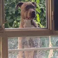 توله پیتبول|سگ|قزوین, |دیوار