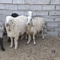 گوسفند ابستن|حیوانات مزرعه|میرجاوه, |دیوار