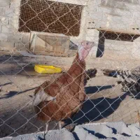 بوقلمون نر یکی دوتا ماذه