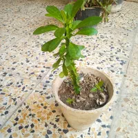 حراجی گل و گیاه|گل و گیاه طبیعی|دزفول, |دیوار