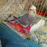 عروس هلندی نر و ماده|پرنده|اندیشه, اندیشه فاز ۱|دیوار