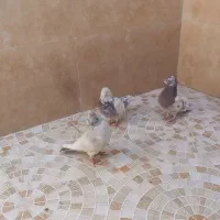 3تانر فروشی نشون دار ملاقی|پرنده|قم, نیروگاه|دیوار