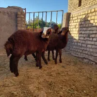 بره سرخ پای پروار