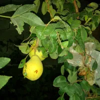 باغچه نقلی و کوچک با۳۶ متر بنا|فروش زمین و ملک کلنگی|رباط‌کریم, پرندک|دیوار