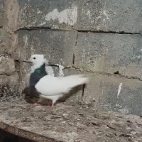 طوقی ۷ رنگ نر