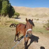 اسب نریان ۳ساله