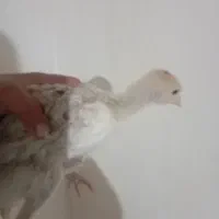 جوجه بوقلمون و مرغ سلطان