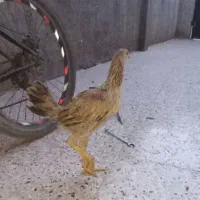 لاری دورگ