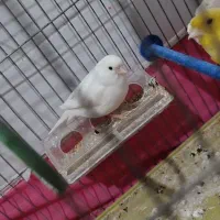 پرنده قناری