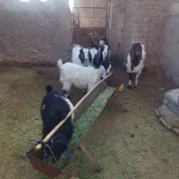 بزوبزغاله
