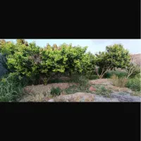 باغ چهاردیواری کوچه ویلاسازی شاهدشهر آماده ی ساخت|فروش زمین و ملک کلنگی|تهران, تهرانسر مرکزی|دیوار