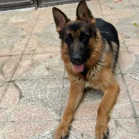 فروش سگ ( نژاد ژرمن ) شولاین|سگ|شهریار, شهریار|دیوار
