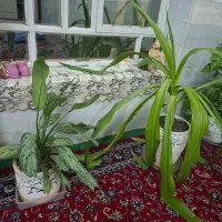 حراج گلهای سوسن|گل و گیاه طبیعی|یزد, |دیوار