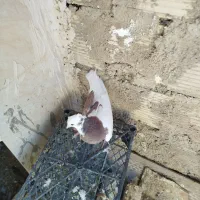 سه کفتر نر هوایی.  فروشی|پرنده|طبس, |دیوار