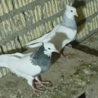 جفت آبی 2500جفت آجری 3تمن جفت لیمویی اجری 3تومان|پرنده|چرام, |دیوار