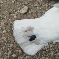 کبوتر طوقی|پرنده|کازرون, |دیوار