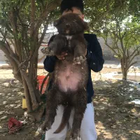 توله قدریجون اصیل