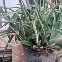 آلوورا طبی