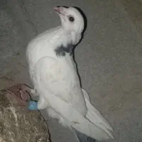 کبوتر‌|پرنده|گنبد کاووس, |دیوار