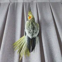 جوجه عروس هلندی ۳ ماهه