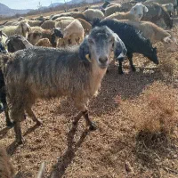 گوسفند بومی|حیوانات|یزد, |دیوار