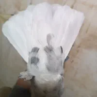 کبوتر|پرنده|کرمان, |دیوار