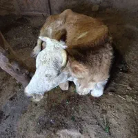 .. گاو‌ افتاده گوساله کسل حال شکسته حزفی|حیوانات مزرعه|دهگلان, |دیوار